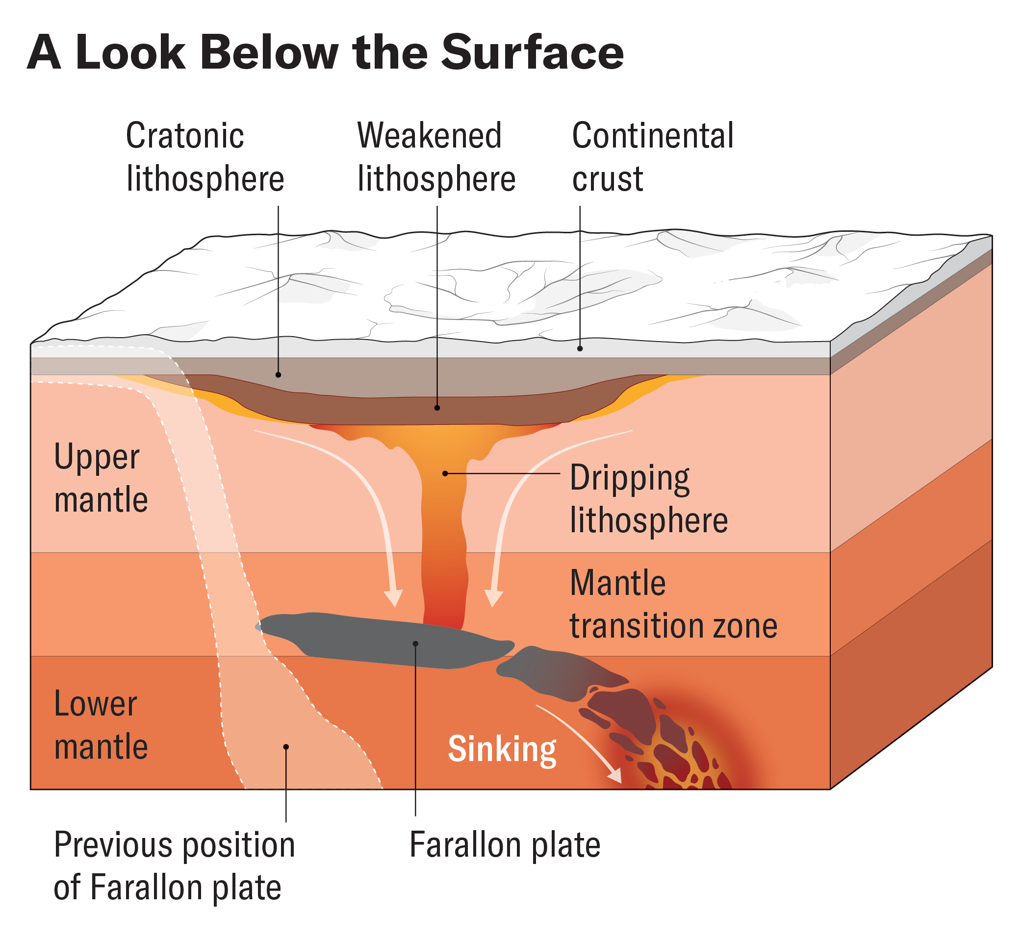 A cross-section of the continental crust and mantle highlights how the Farallon plate is sinking through the lower mantle and shows the cratonic material dripping down through a relatively narrow area.