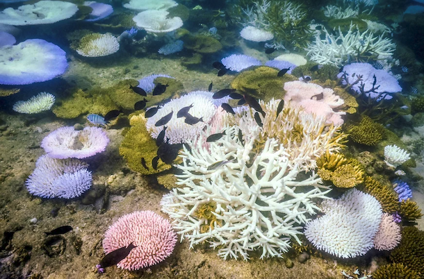 Photo of white, purple and pink corals, with a school of dark fish swimming by.