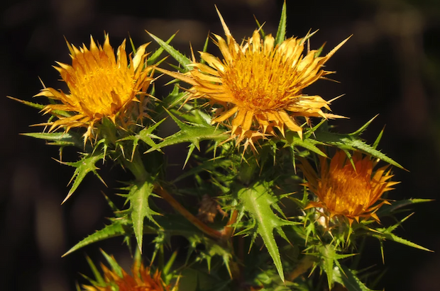 Carlina corymbosa, Clustered Carline Thistle