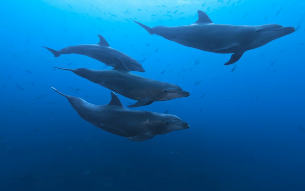 Four dolphins swim underwater. The water is vivid blue.