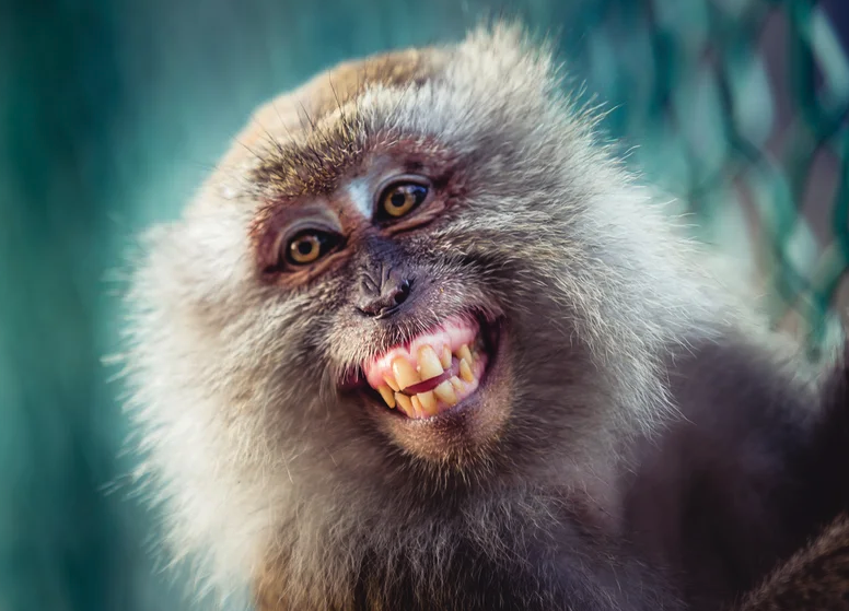 A Rhesus macaque monkey shows its teeth in a smiling face