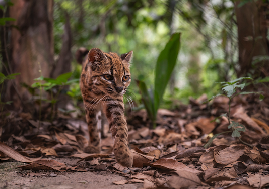 The tilcayo cat prowling in the cloud forest