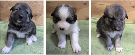 Three puppies. All have white paws and gray fur. The one in the middle has white on its front and head.