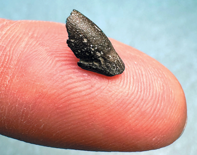 A black fossilized beak held on the tip of a finger.
