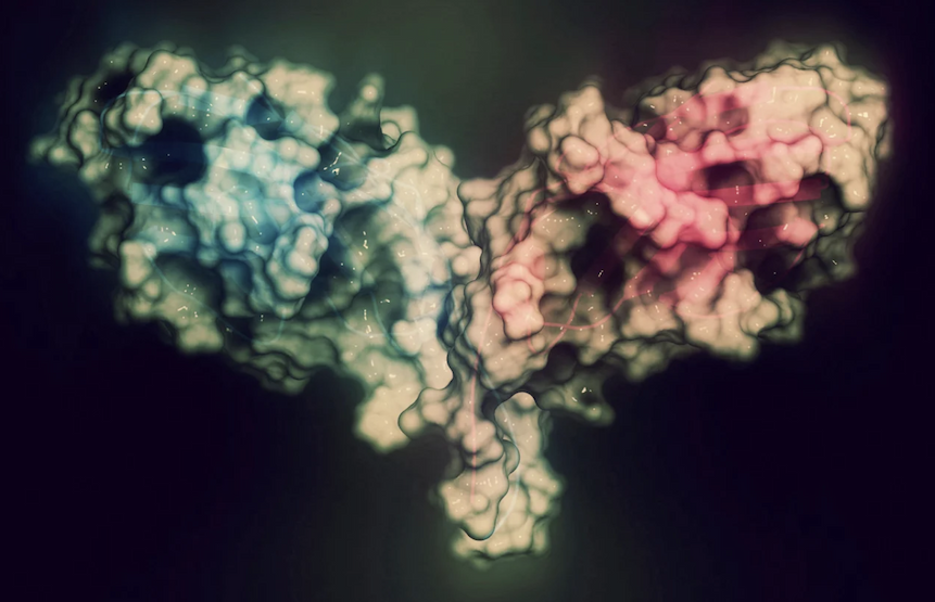 A 3D computer generated model of Cytotoxic T-lymphocyte-associated protein 4.