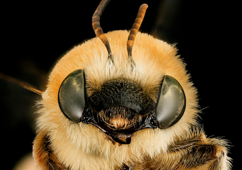 Head-on image of a bee with a tawny-colored head