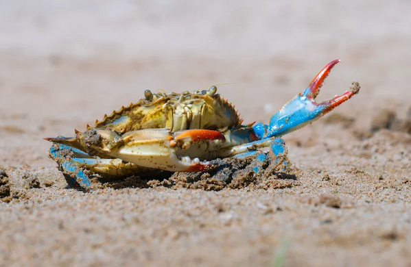A crab with blue claws raises one pincer into the air