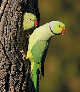 Parrots