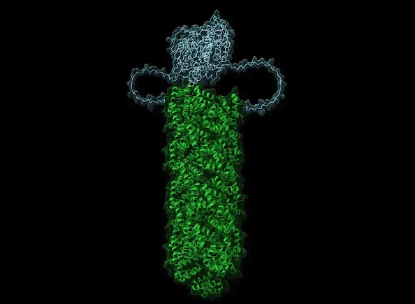 A molecular ribbon model shows green proteins interlocked with blue caspase enzymes