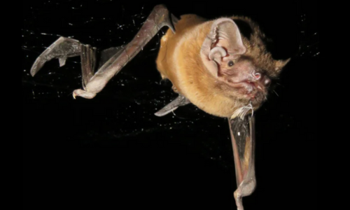 Bat Flying