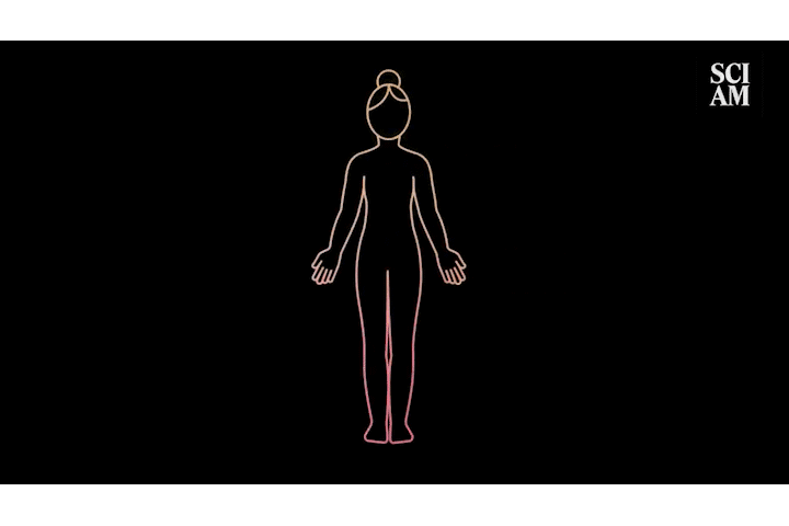 A GIF showing the outline of a human on a black background that zooms in to an outline of two kidneys