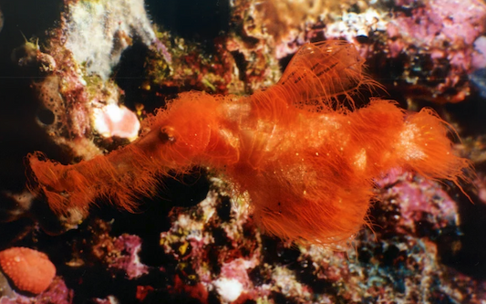 A small, seahorselike fish covered in orange filaments that look like hairs.