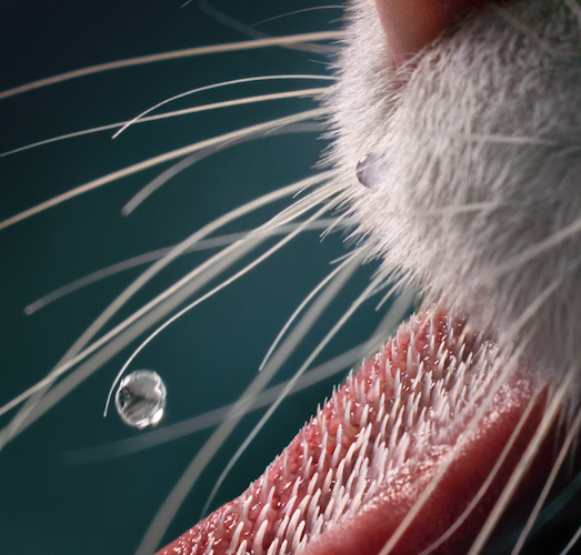Portraits of cats posing, cats jumping, and a close-up of a cat's spiky tongue