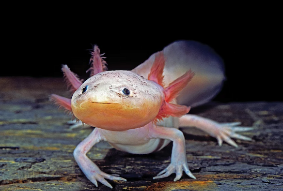 An axolotl faces the camera