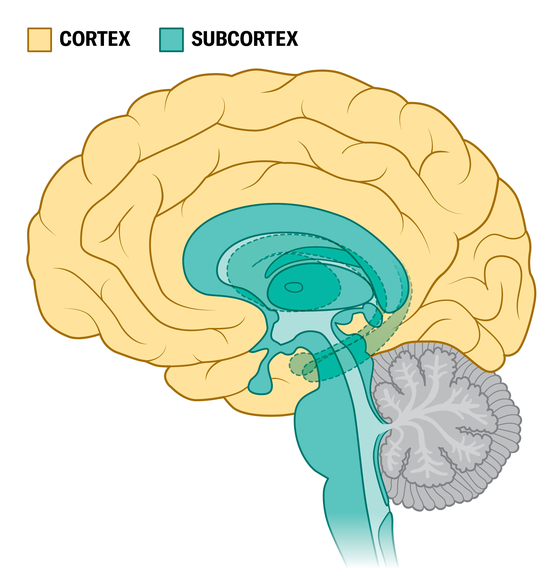 Cross-sectional illustration shows the inner surface of a brain hemisphere with the cortex colored in yellow and the subcortex colored in turquoise.