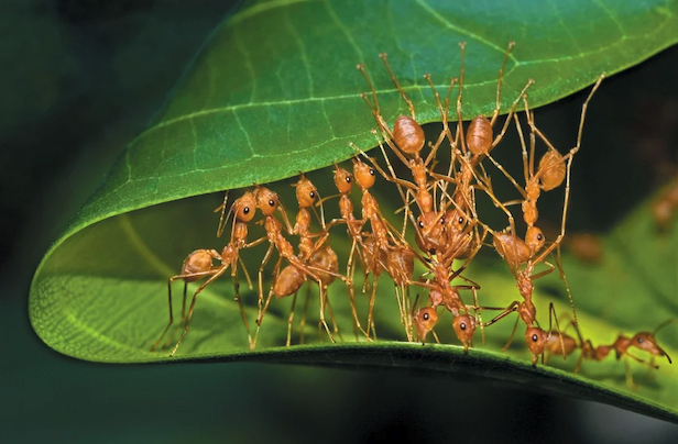 Ants form a chain in between two edges of a green leaf.