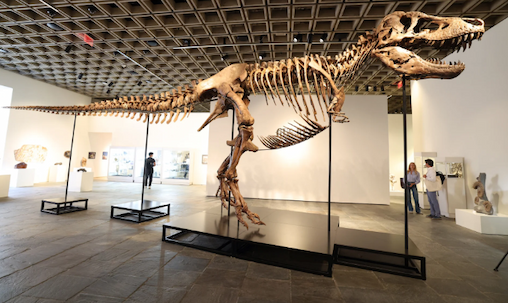 A fully assembled fossil of a Tyrannosaurus rex inside a museum