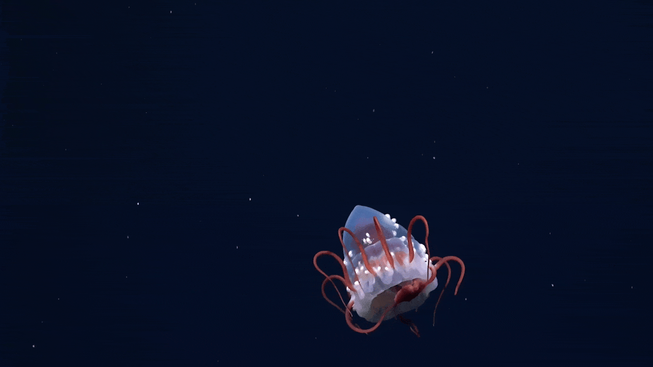 A semi-translucent jellyfish with arch-like red tentacles slowly undulates in the deep ocean.