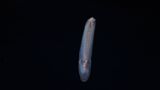 A translucent telescope octopus floats in the blackness of the deep sea