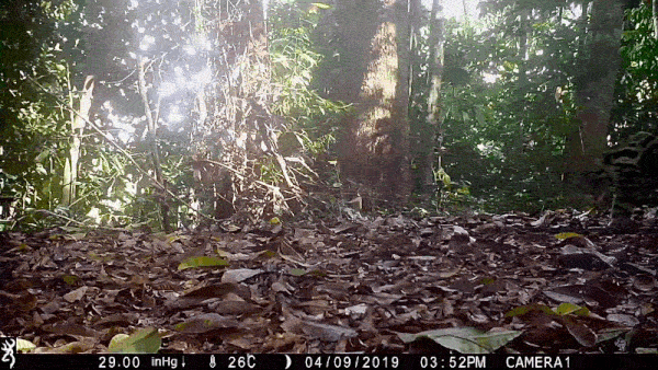 A tawny big cat with black spots walks into view amidst a small clearing in a forest