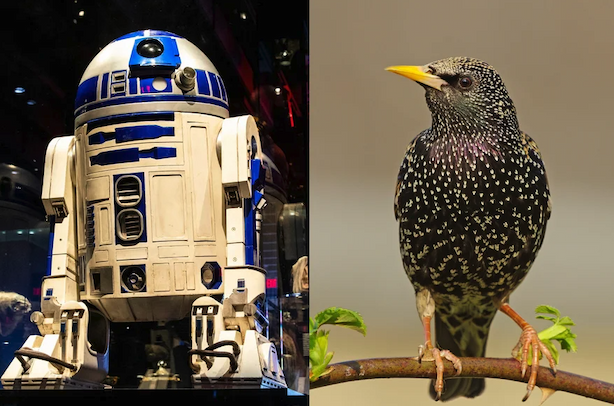 A split image; on left is the Star Wars droid R2-D2; on the right is a starling.
