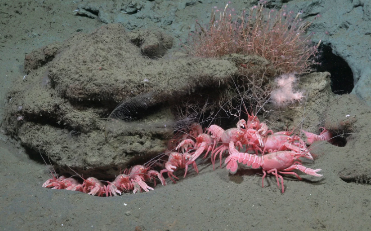 Family of pink lobsters crawl from under rocks