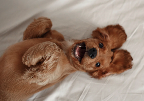 A cute floof of a brown pup on its back with mouth open and ears a floppin'
