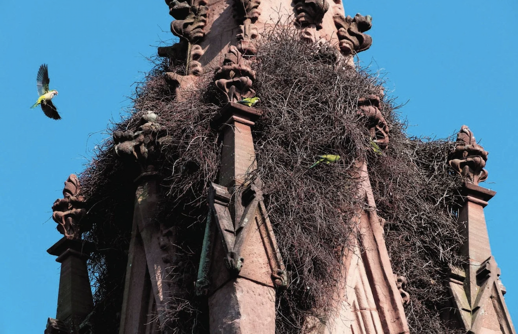 Photograph of monk parakeets nesting on the roof of a red brick structure