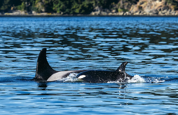 A mother and baby orca at the surface of the water