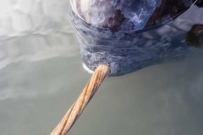 A close-up image of a narwhal's tusk at its base