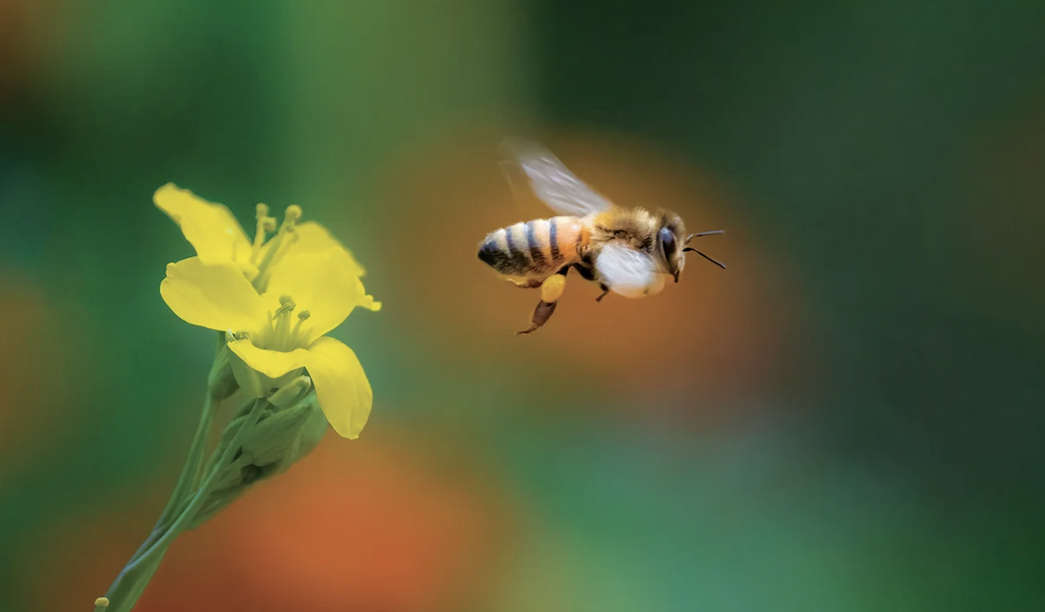 A honeybee flies off of a yellow flower.
