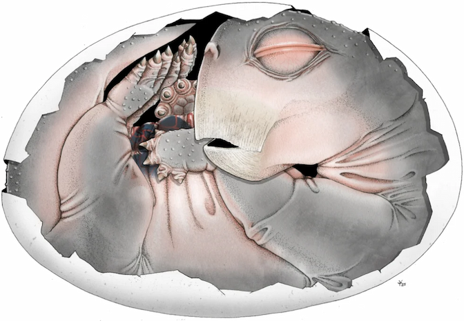 Illustration of a small creature with large closed eyes and tough-looking skin curled inside an egg.