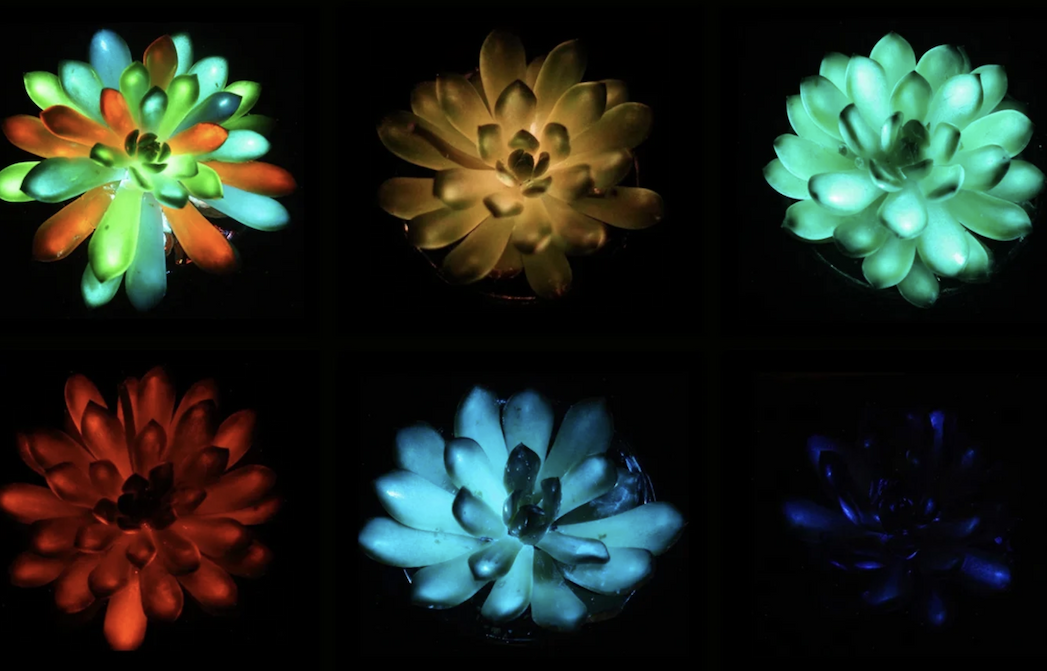 Succulents in the Echevaria genus glow red, yellow, turquoise and blue on a black background.