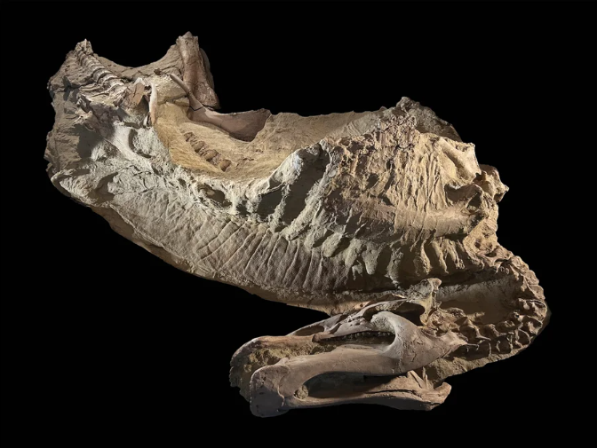 Photo of skeletal remains of a duck-billed dinosaur against a black background. Its back end is in the top left corner and its head in the bottom right