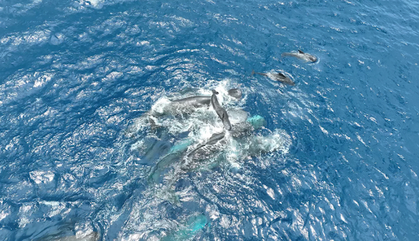 Sperm whales cluster around (and beneath) a newborn calf