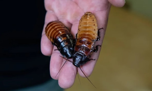Two of the Bronx Zoo's Madagascar hissing cockroaches