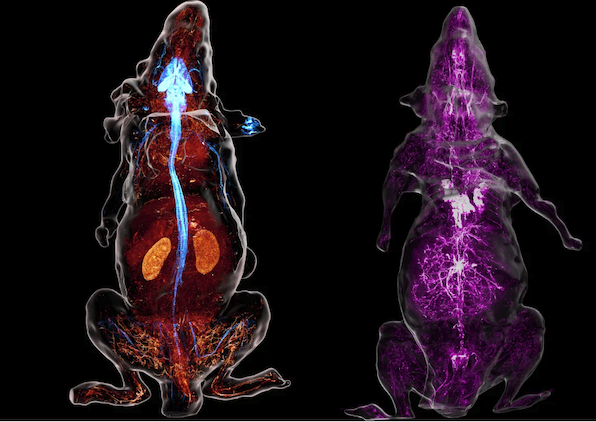Side-by-side composite of whole body scans of two adult mice on a black background. On the left is a 3D view of nerve (cyan) and vasculature (red) in a whole adult Thy1-EGFP mouse. On the right is a 3D view of the sympathetic nervous system in an adult mouse, appearing purple.