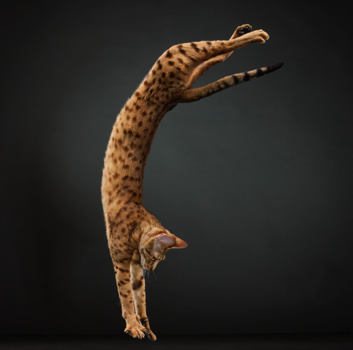 Portraits of cats posing, cats jumping, and a close-up of a cat's spiky tongue