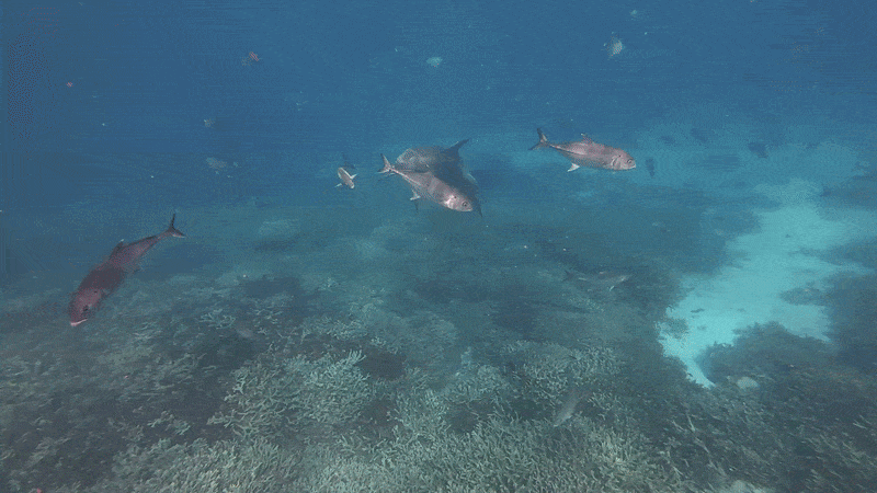 2 second video shows shark chasing fish until it pukes, then shark swims through the puke, seeming to consume it