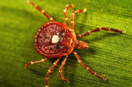 A brown lonestar tick with a white spot on its back