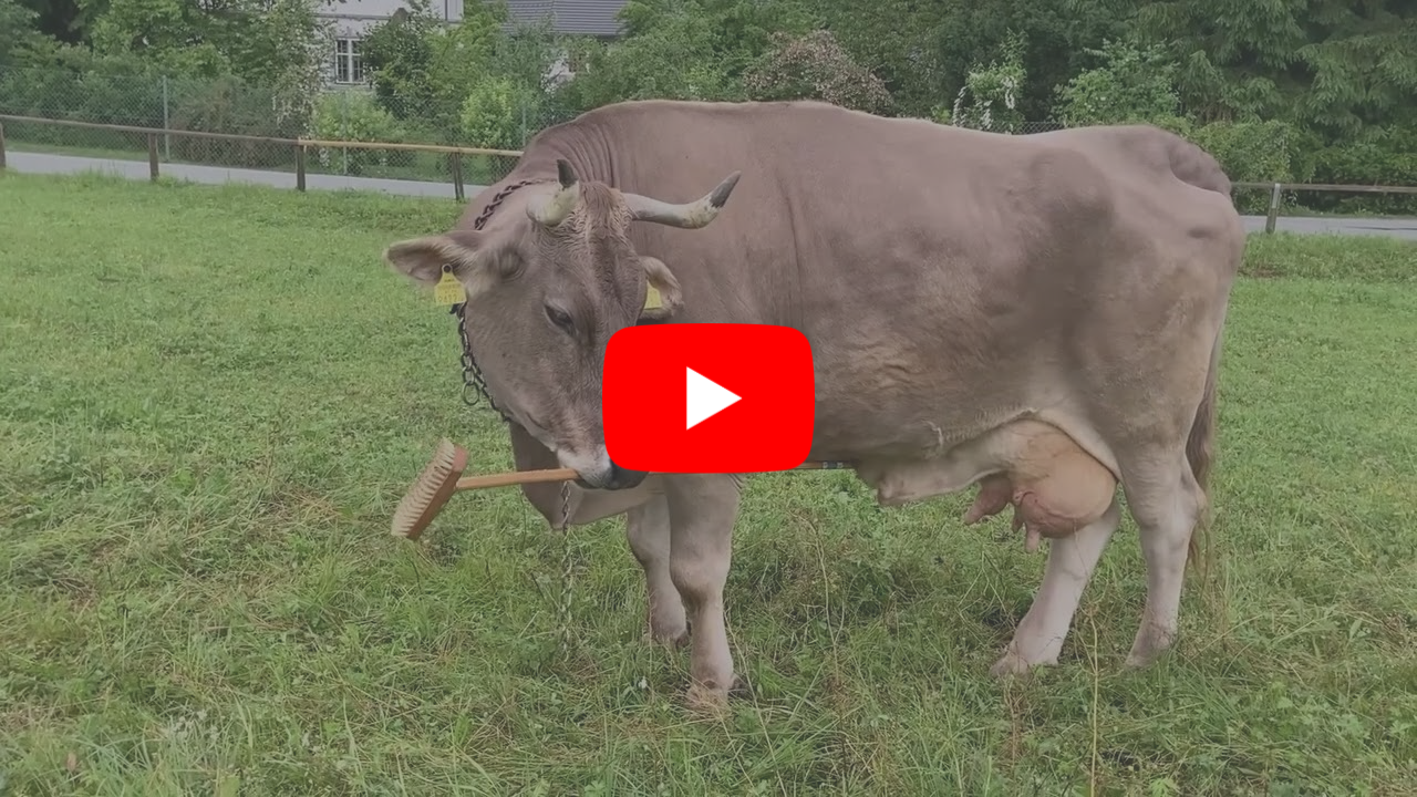 Veronika the pet cow
