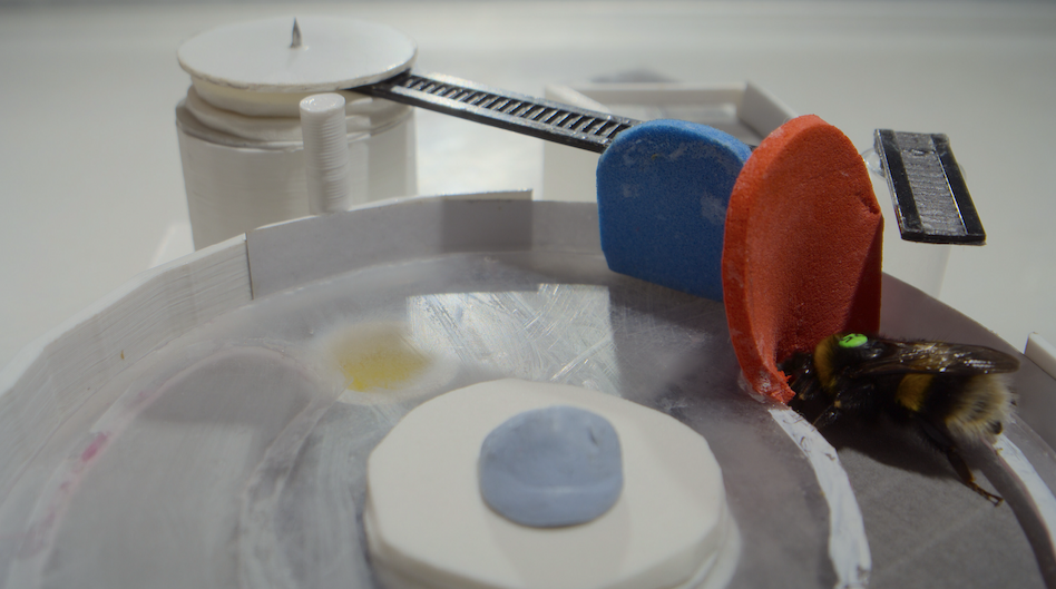A bee in a round track pushes against a red pad