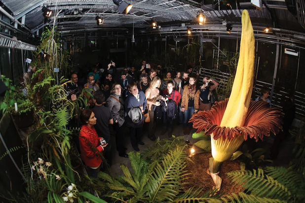 Visitors are packed in looking at a corpse flower illuminated in a dark greenhouse.