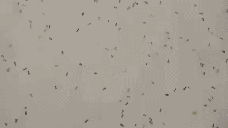 Tiny octopus-shaped flecks swim in a gray expanse.
