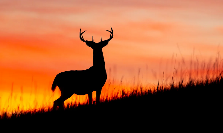 Deer silhouette
