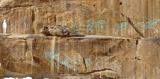 Composite drone photograph of the large panel at Jebel Misma (JMI 18) with an outline of a person superimposed for scale. Engravings traced to show 19 life-sized camels and 3 equids. Naturalistic animals belonging to the middle phase traced in white. More stylised and standardized depictions of the later phase traced in blue. Unidentified lines traced in black. White traced camels: 1.7-1.9 m length, blue camels: 2.15-2.6 m length. A human figure was added on the far left for scale (1.7 m)