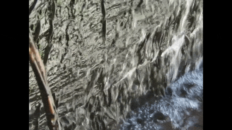 GIF of noodle-shaped fish clinging to a rock wall as water washes over them.