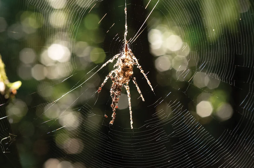 A structure of debris on a spider web that looks like a spider itself.