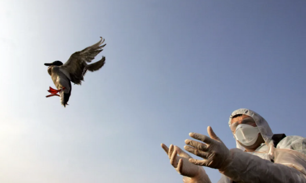 Man in hazmat suit releases duck