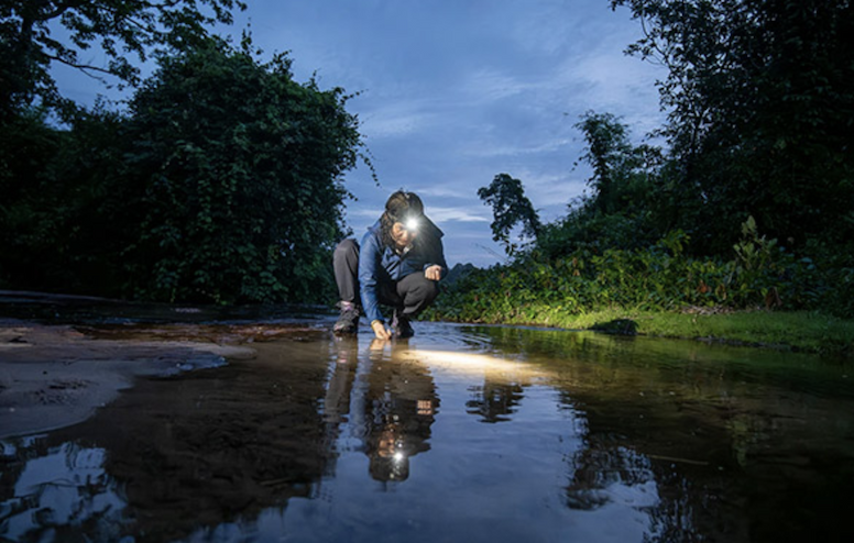 Somphouthone Phimmachak, headlamp glowing in the dusk, kneels beside a forest pond in Laos to check for the presence of frogs and geckos.